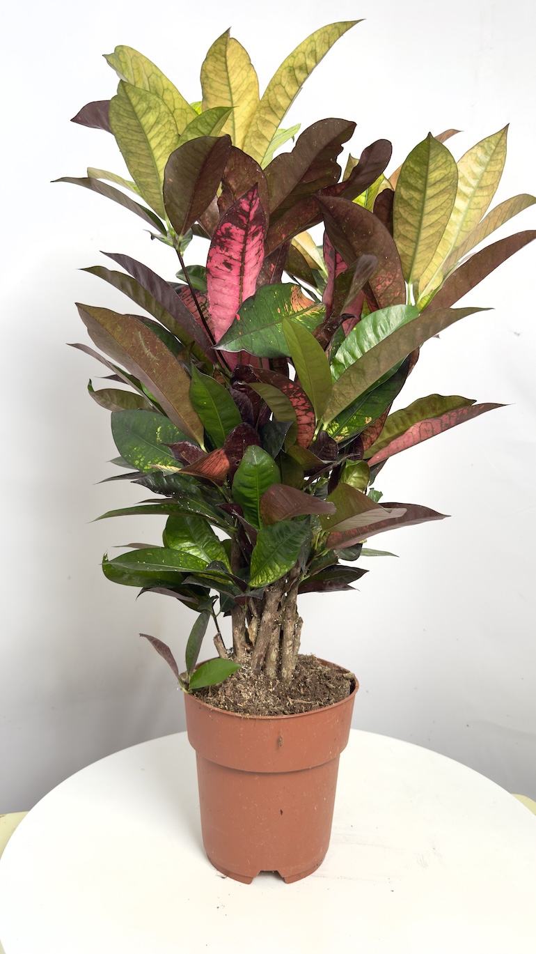 Codiaeum Mrs Iceton