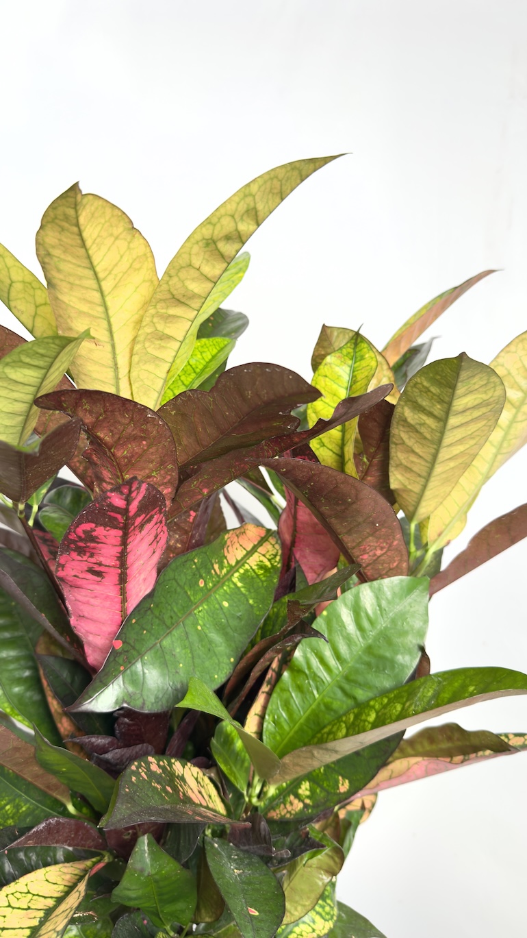 Codiaeum Mrs Iceton