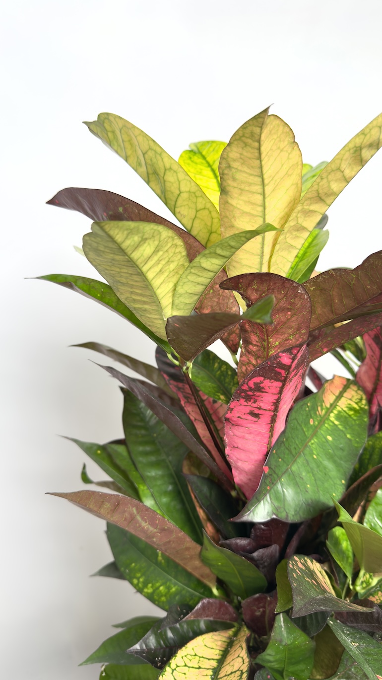 Codiaeum Mrs Iceton