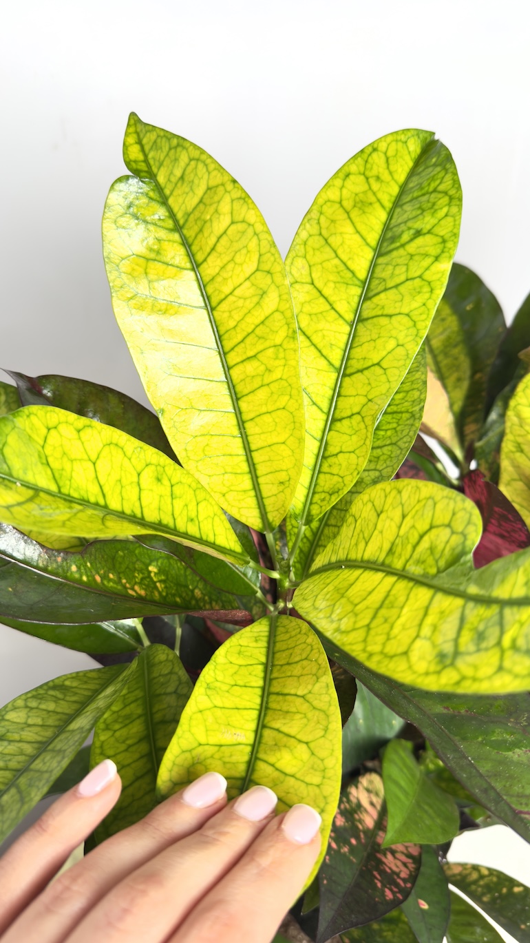 Codiaeum Mrs Iceton