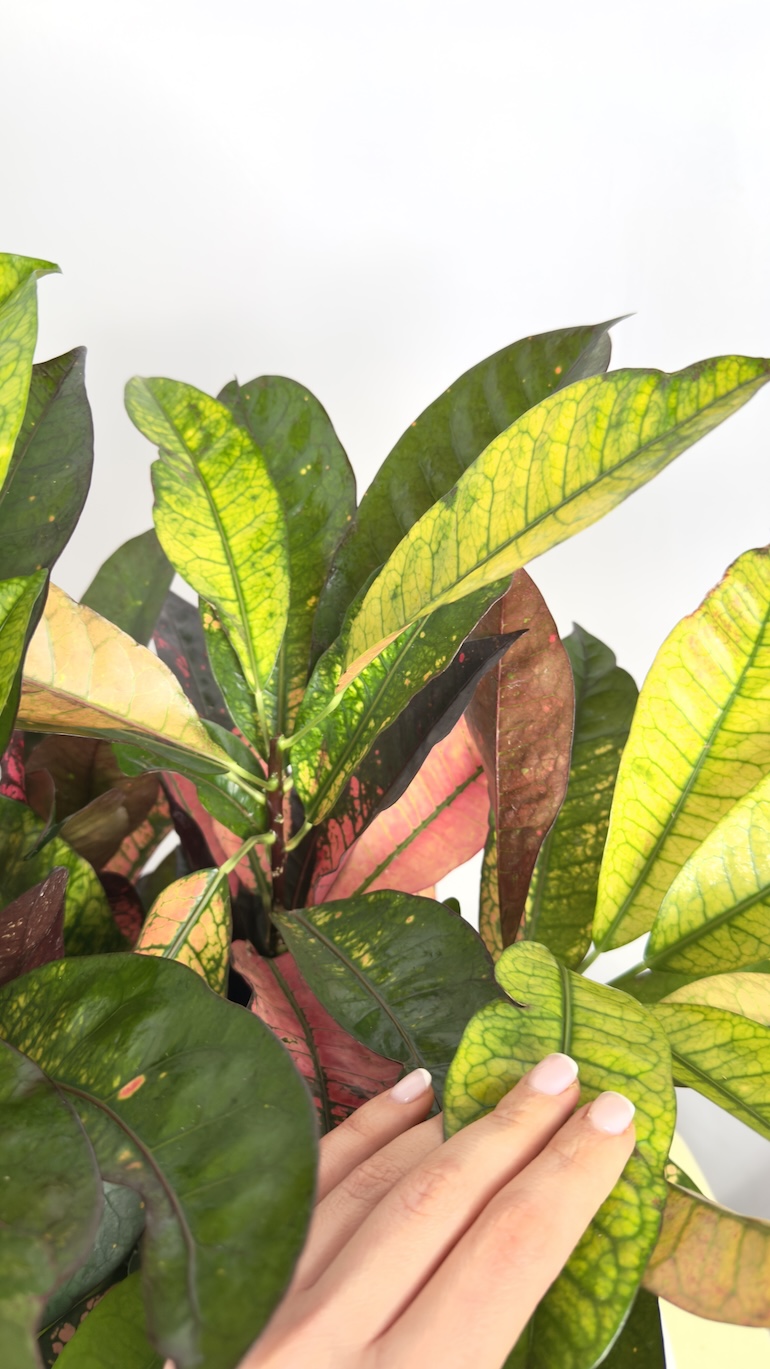 Codiaeum Mrs Iceton