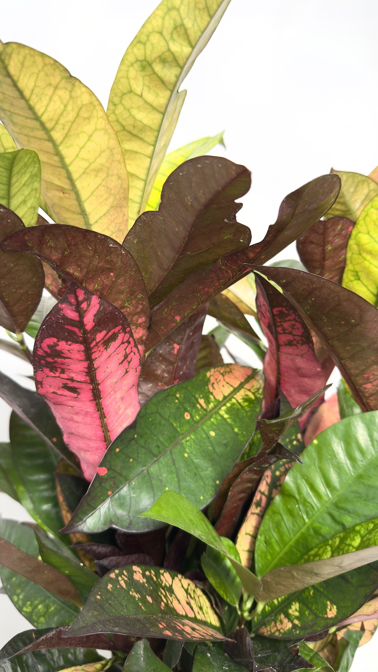 Codiaeum Mrs Iceton