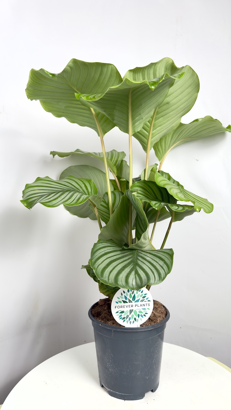 Calathea Orbifolia
