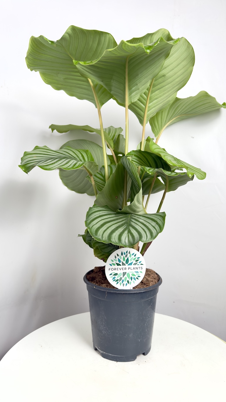 Calathea Orbifolia
