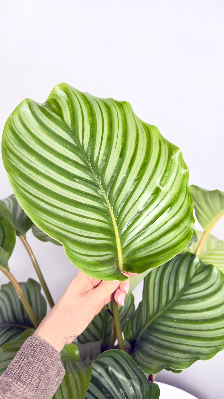 Calathea Orbifolia