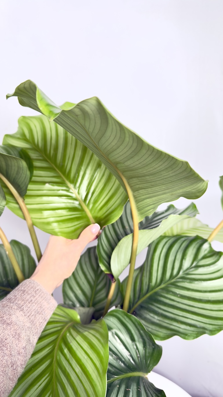 Calathea Orbifolia