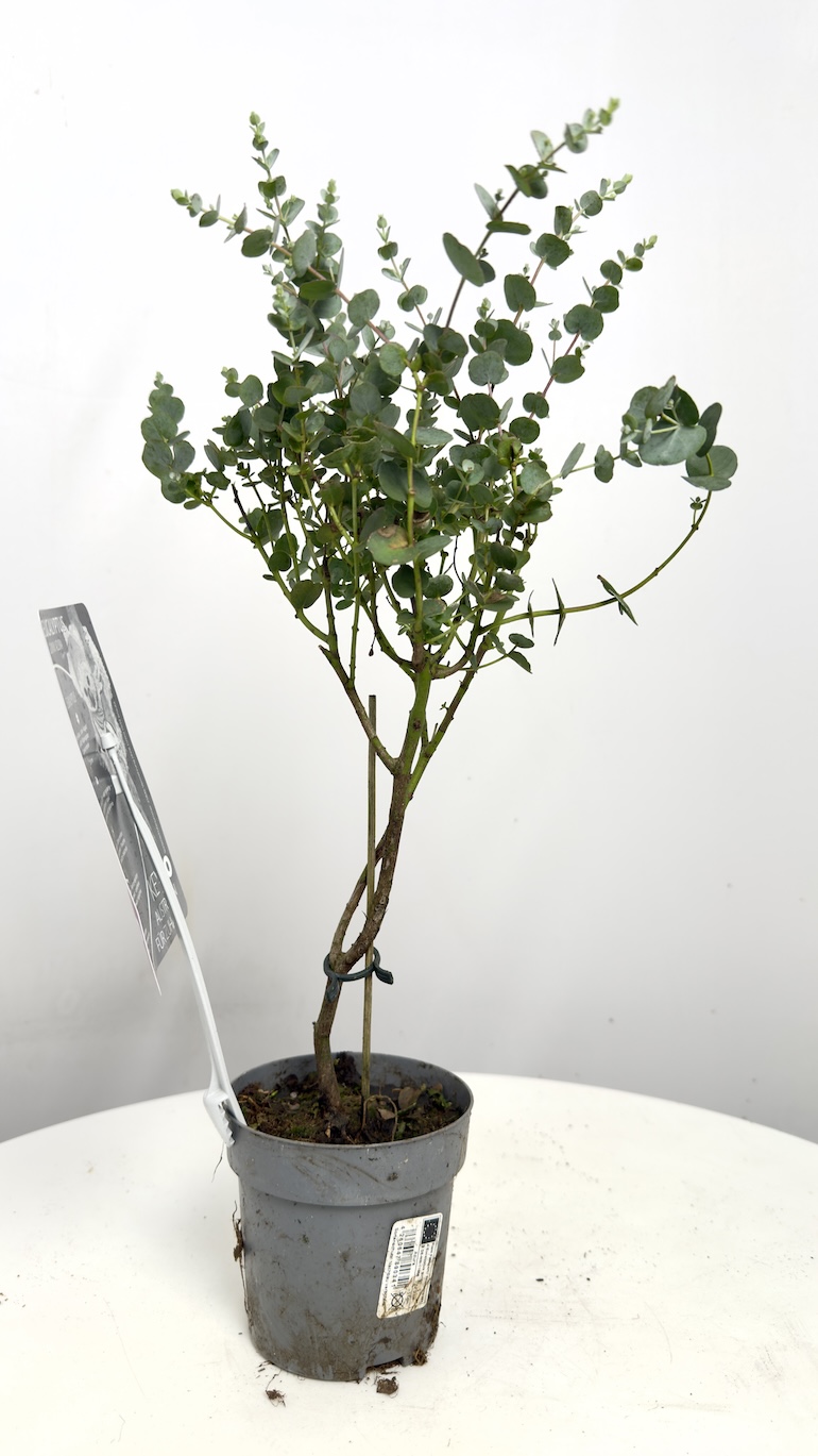 Eucalyptus Gunnii Azura