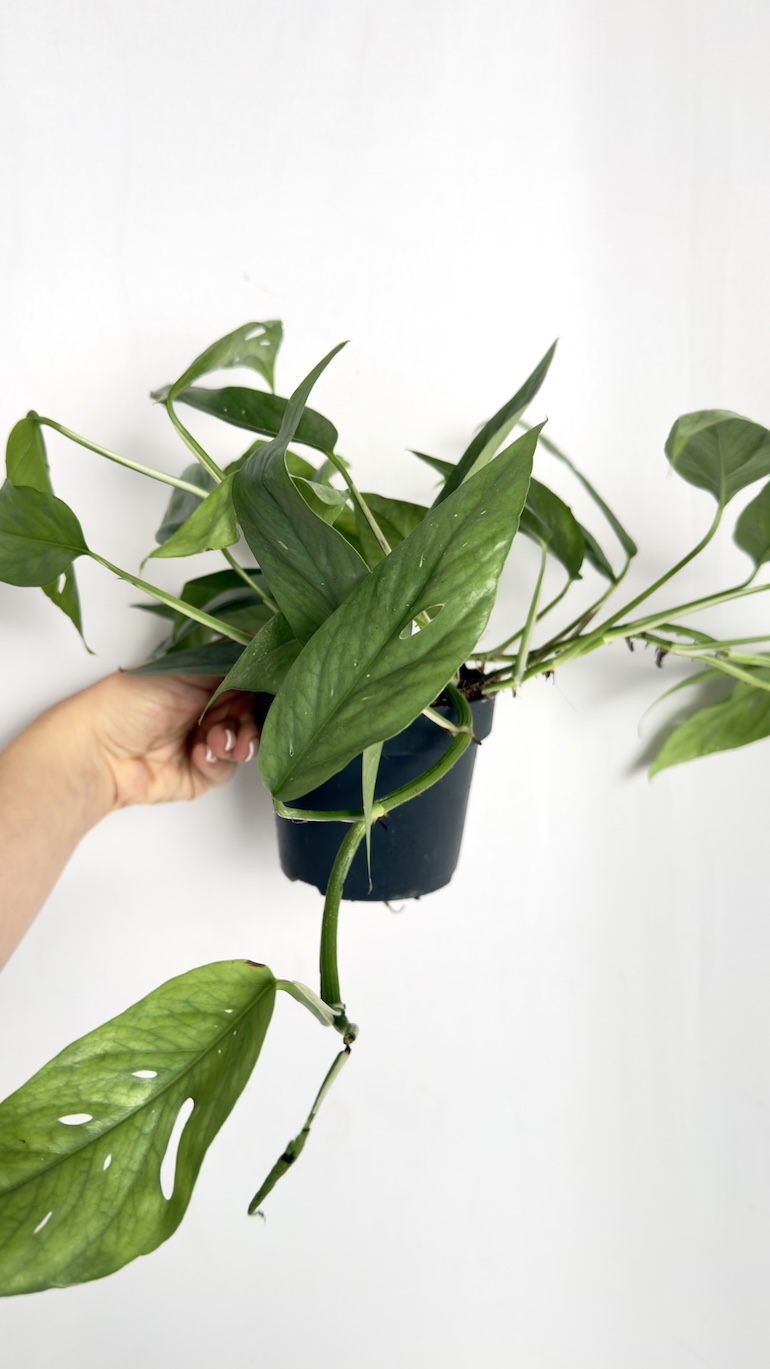 Epipremnum Cebu Blue
