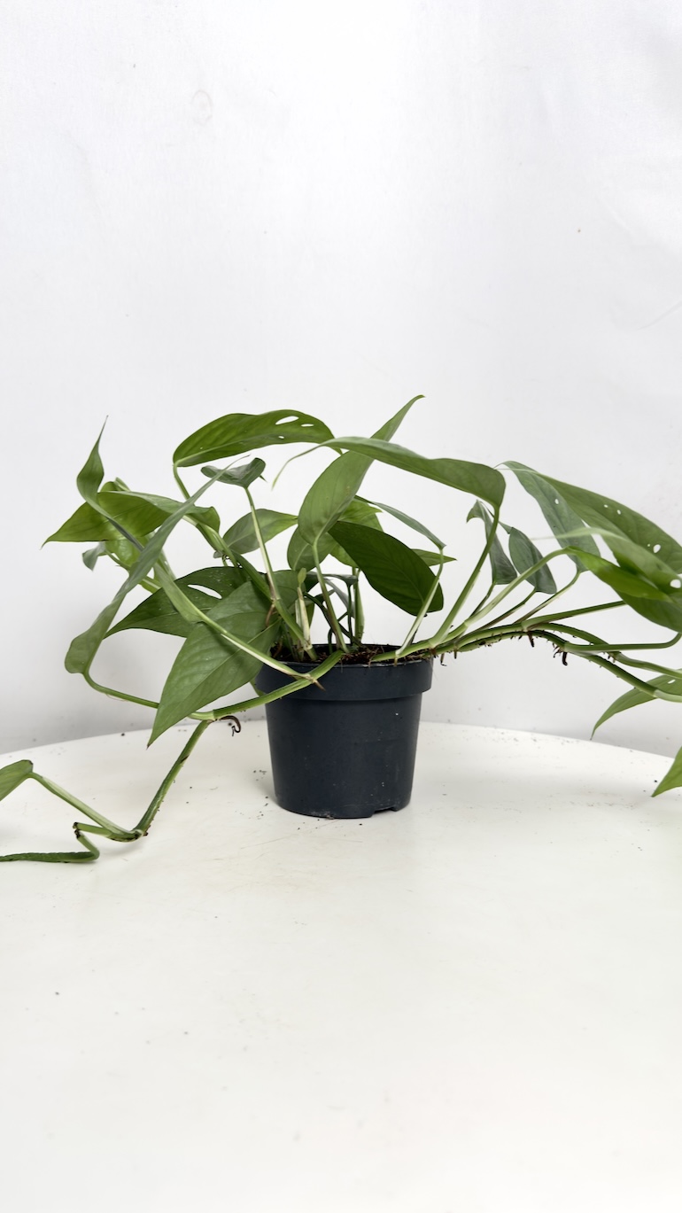 Epipremnum Cebu Blue