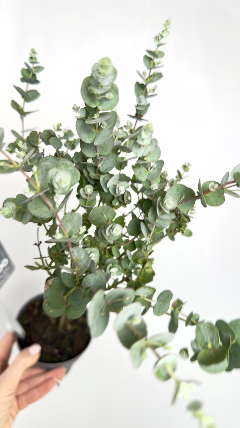 Eucalyptus Gunnii Azura