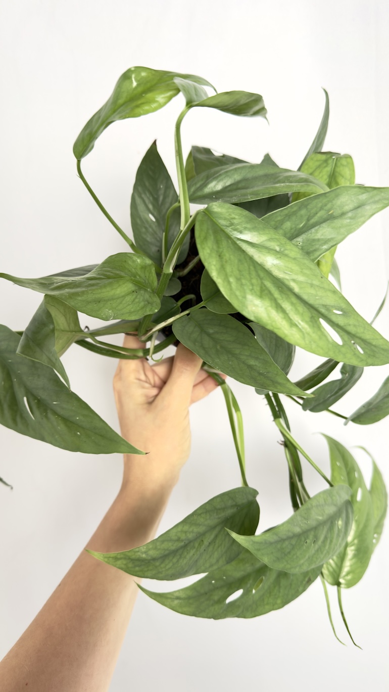 Epipremnum Cebu Blue