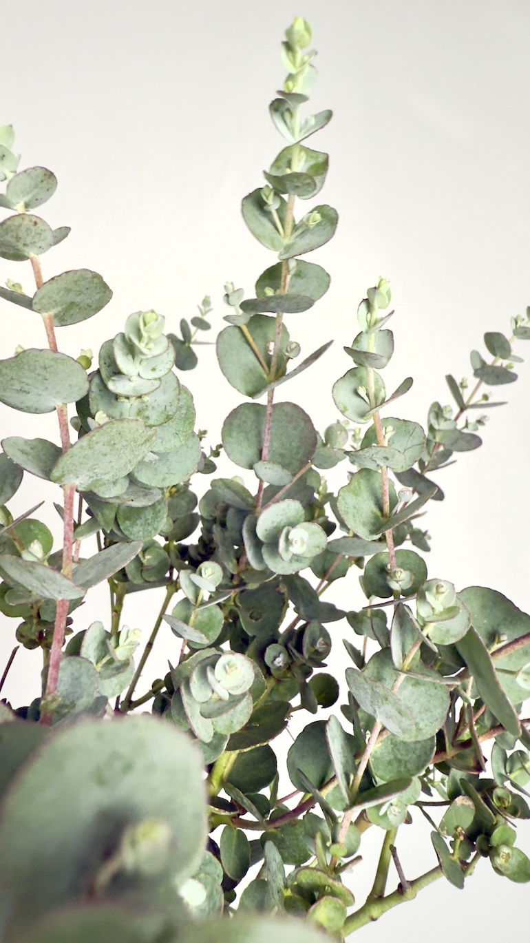Eucalyptus Gunnii Azura