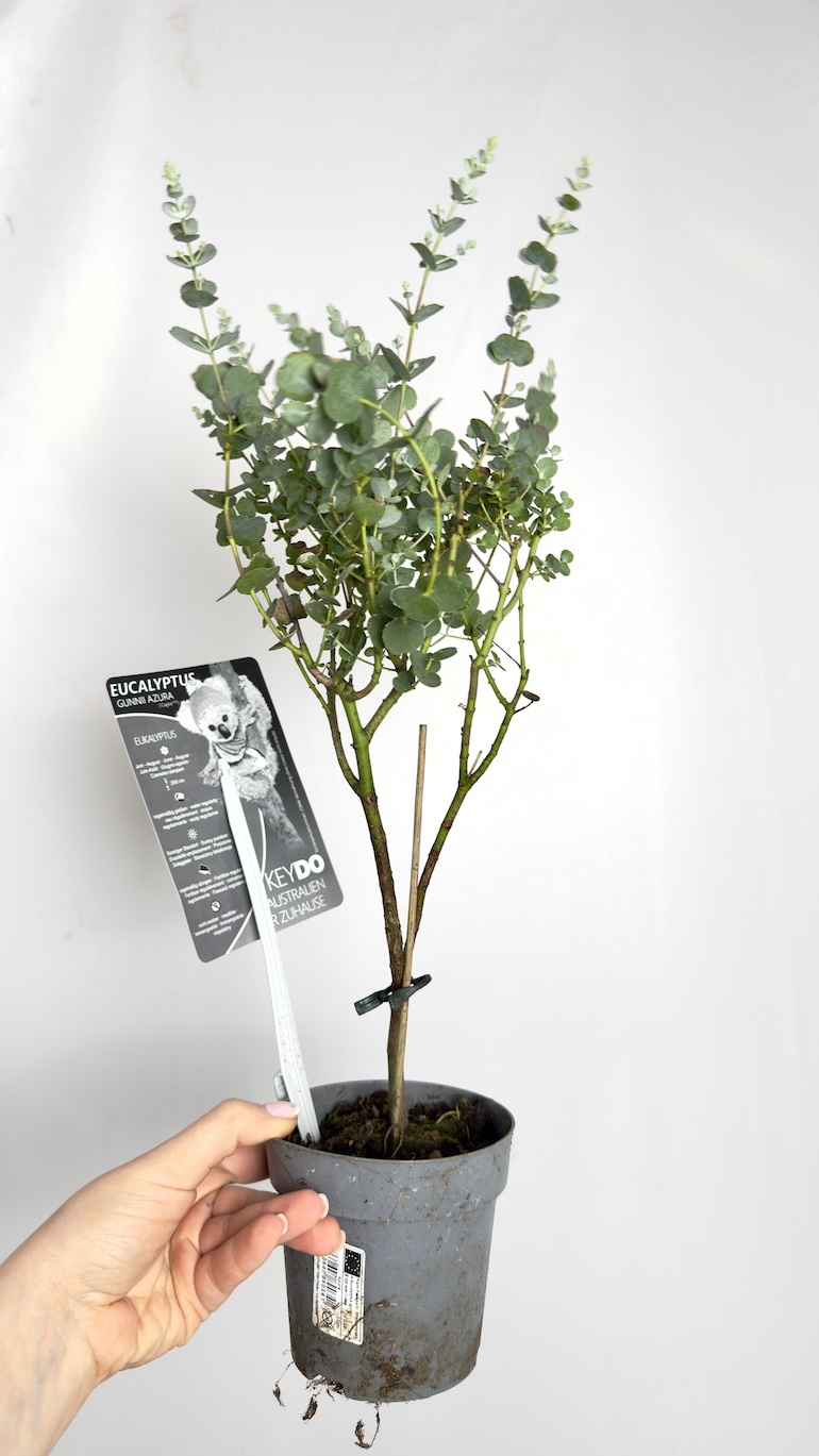 Eucalyptus Gunnii Azura