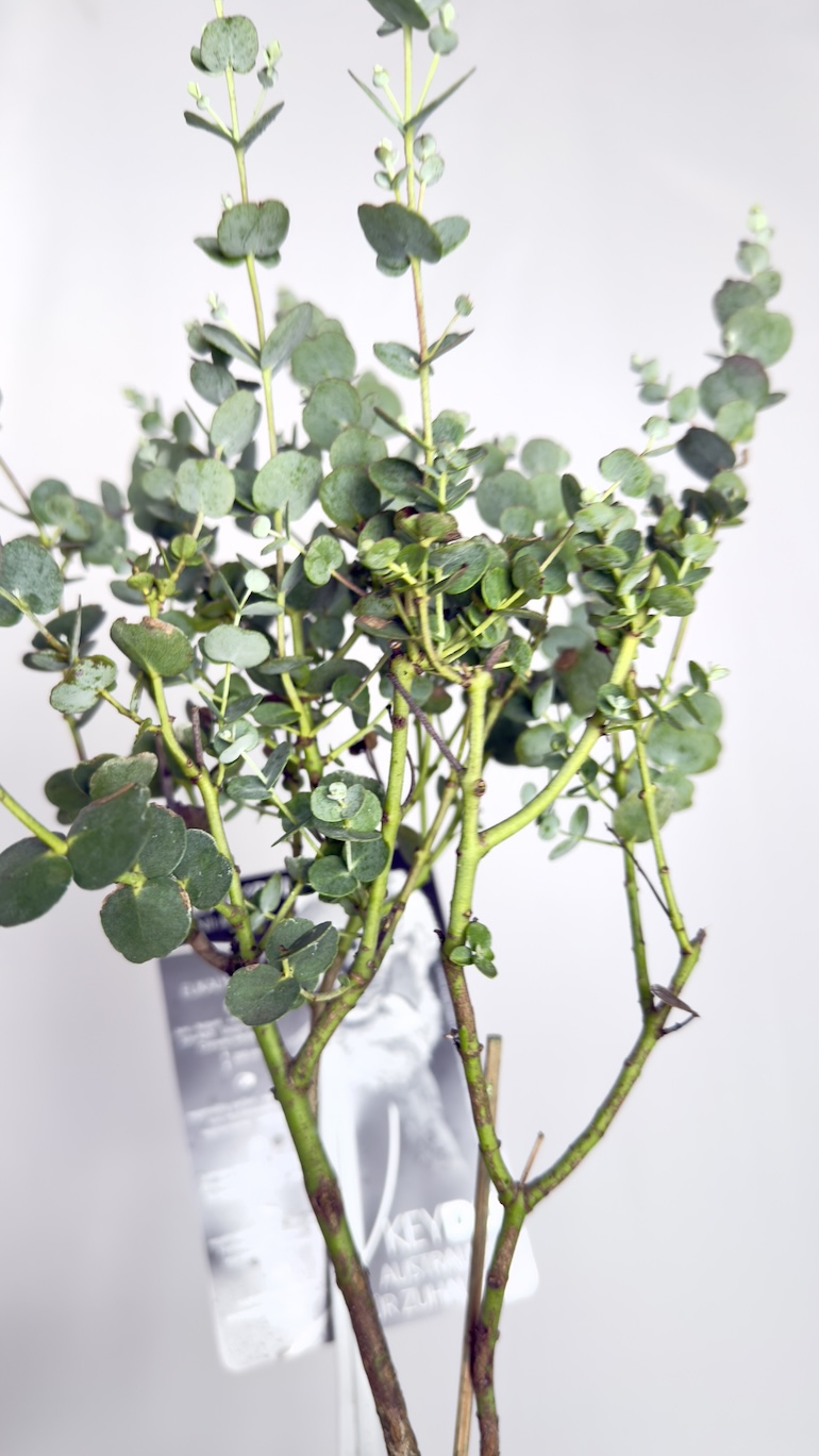 Eucalyptus Gunnii Azura