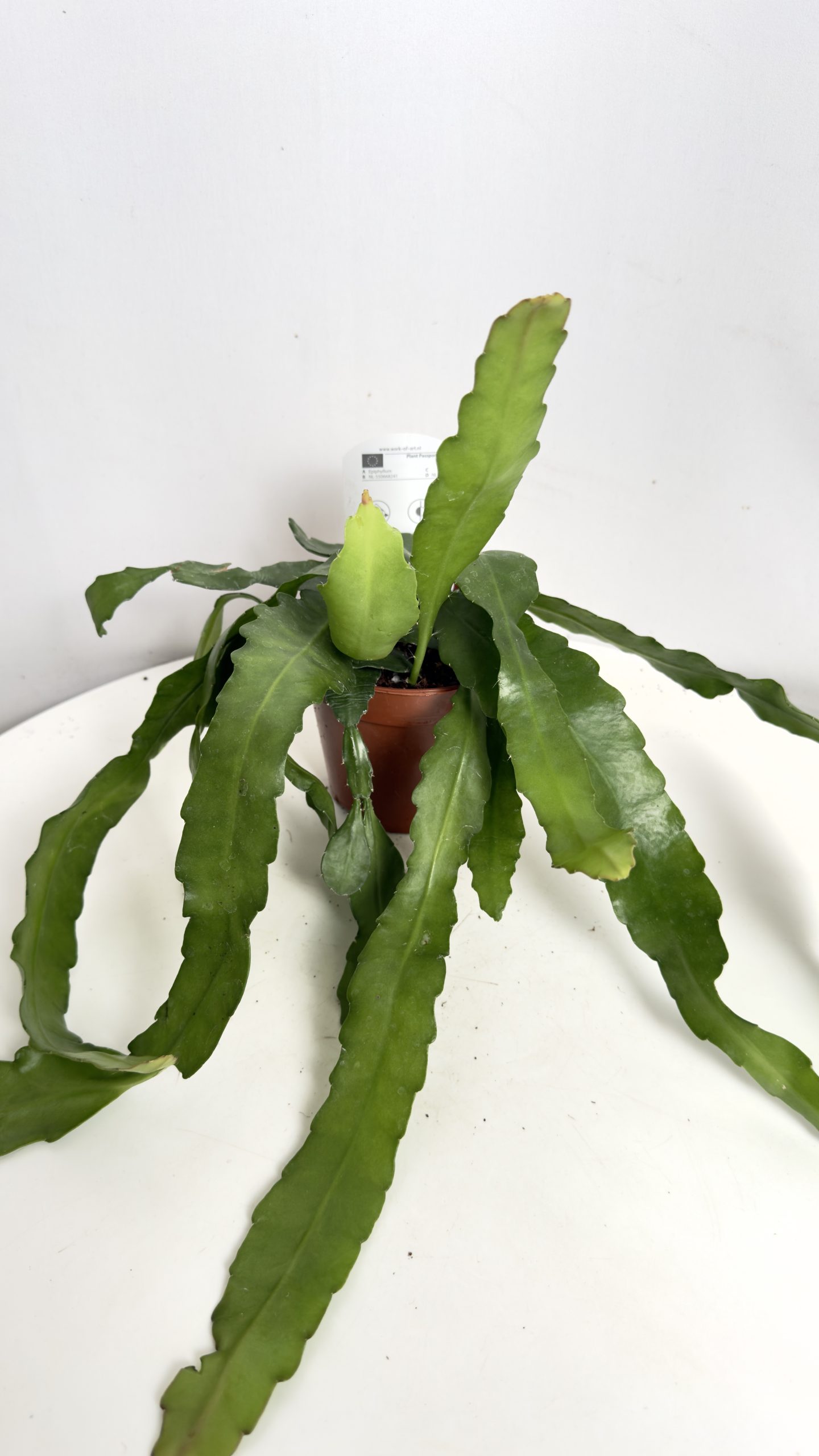 Epiphyllum Fruhlings Gold