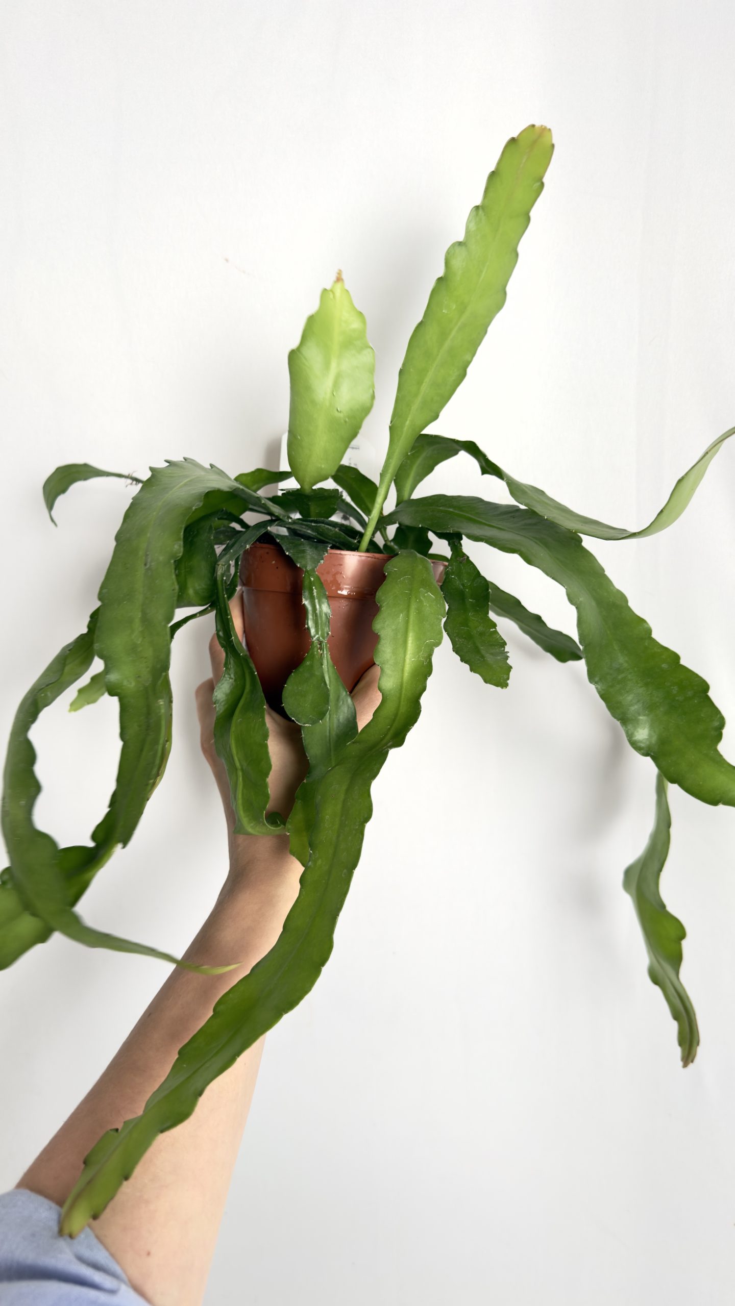 Epiphyllum Fruhlings Gold