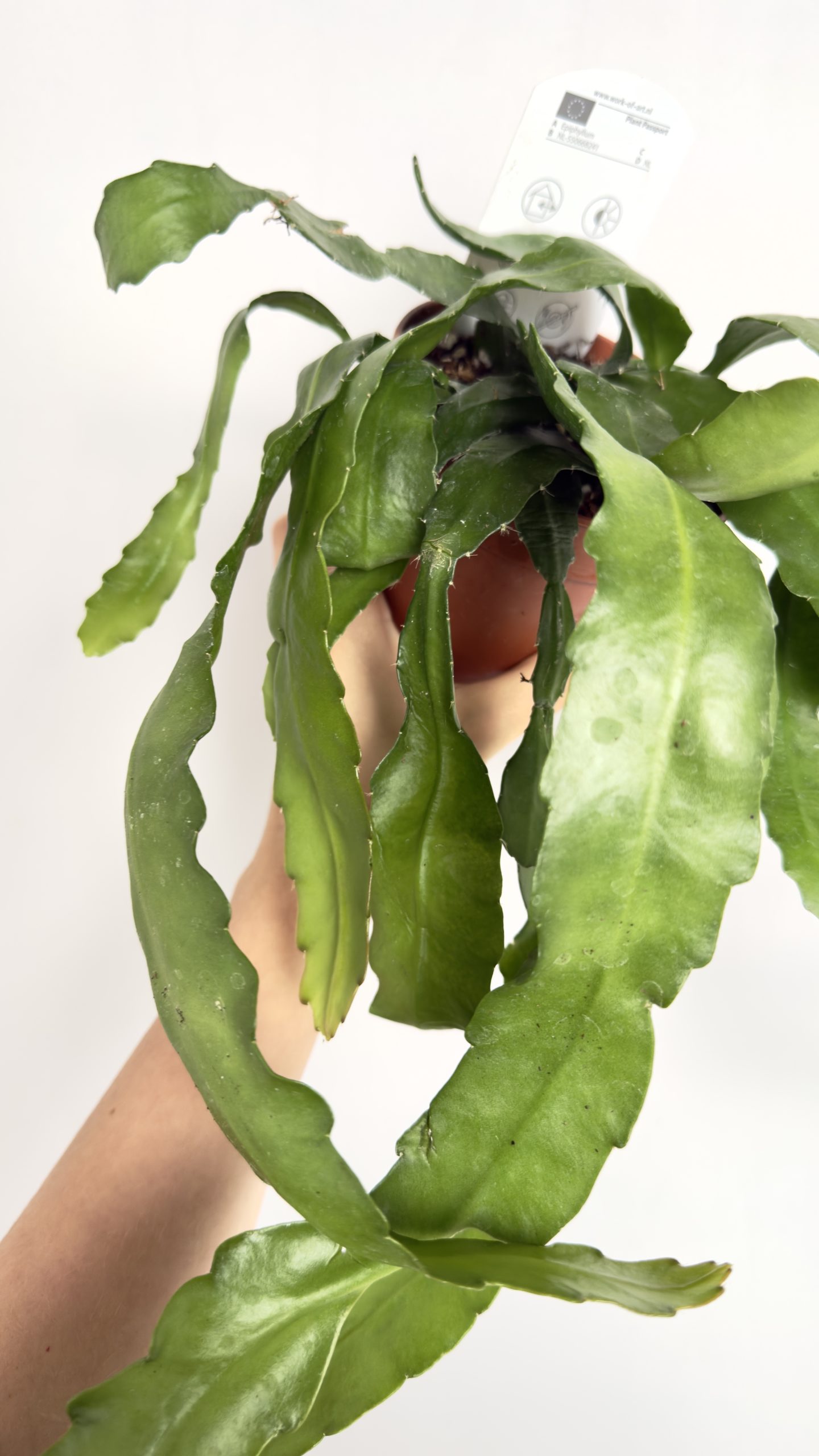 Epiphyllum Fruhlings Gold