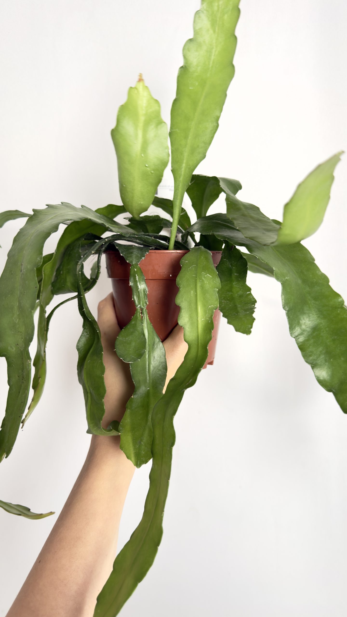 Epiphyllum Fruhlings Gold