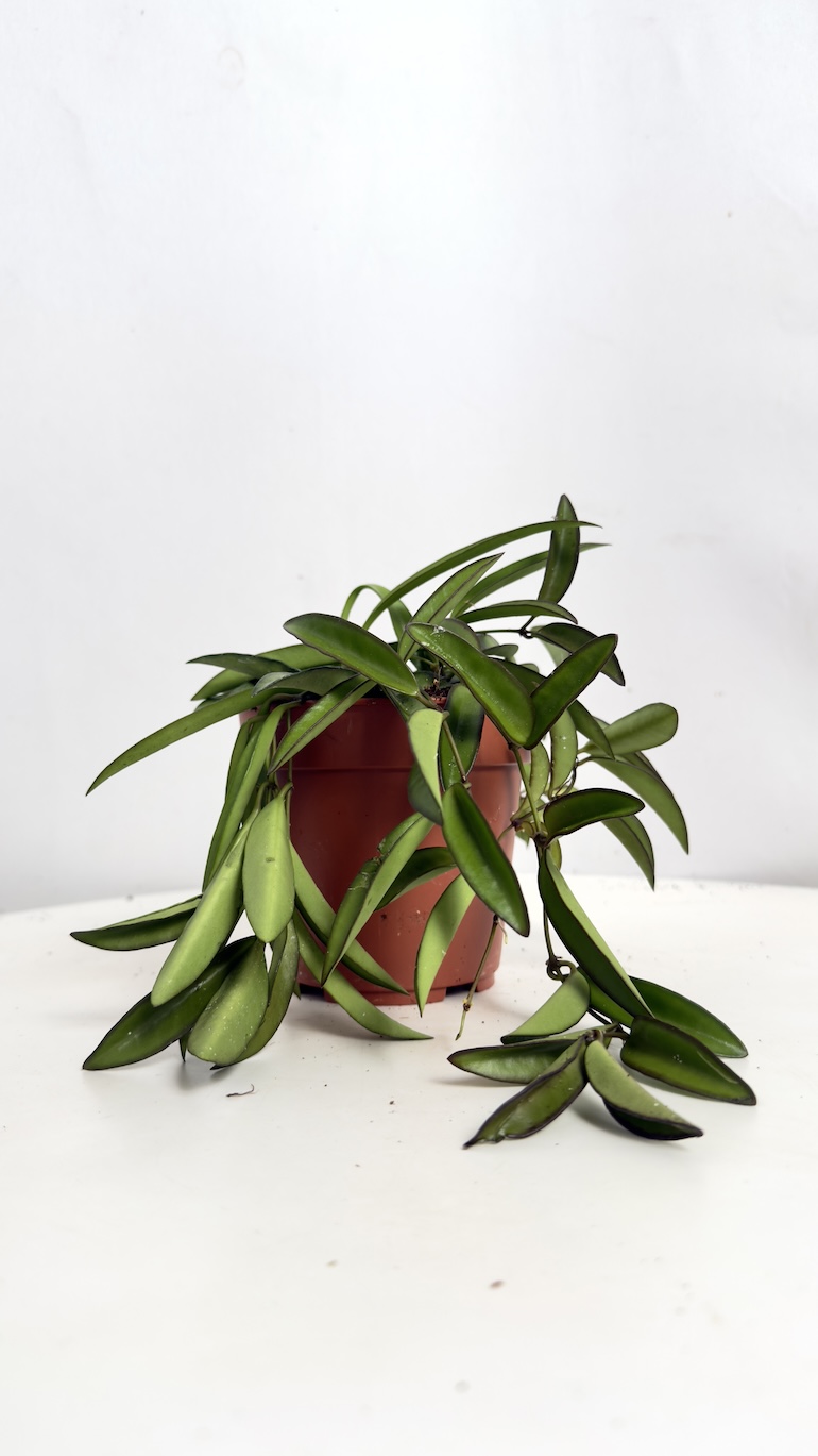 Hoya Wayetii