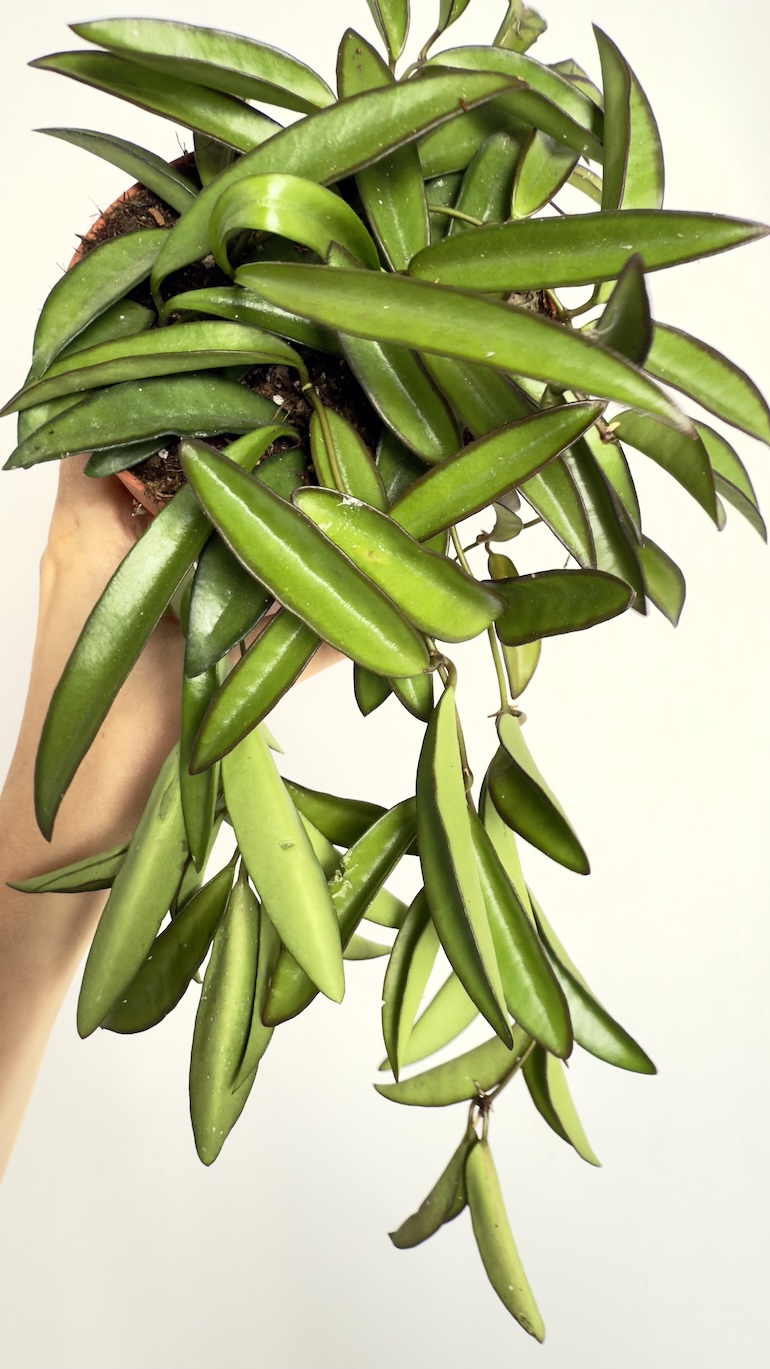 Hoya Wayetii
