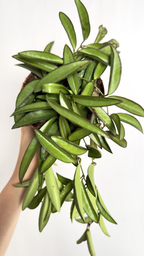 Hoya Wayetii
