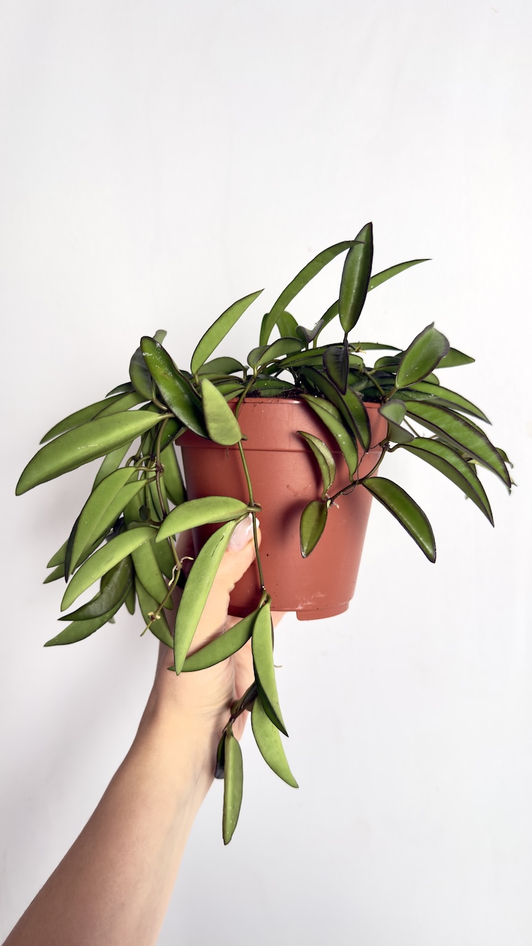 Hoya Wayetii