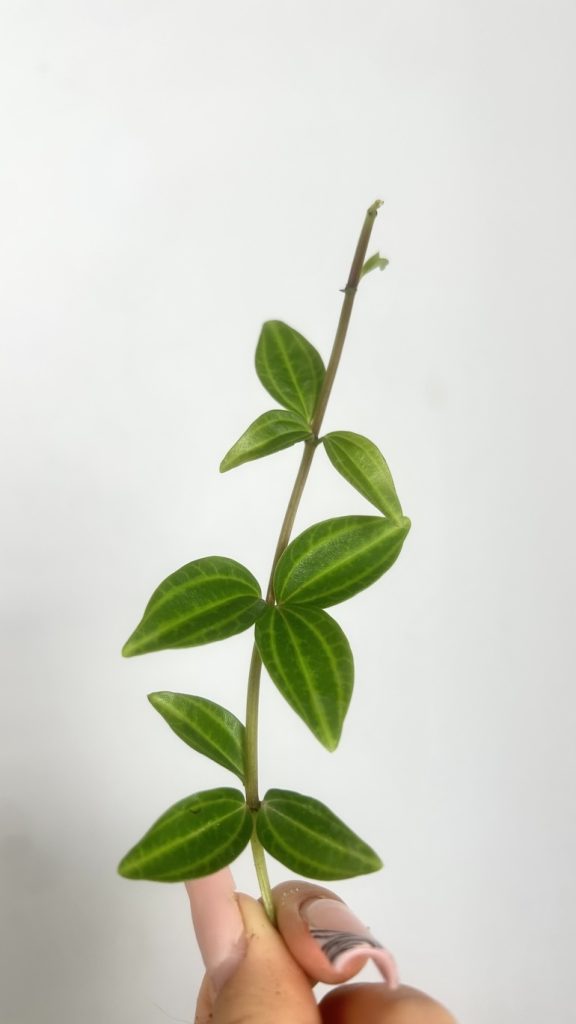 Peperomia Rocca Scuro | Sadzonka Cięta
