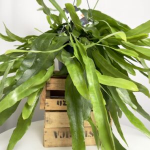 Epiphyllum oxypetalum