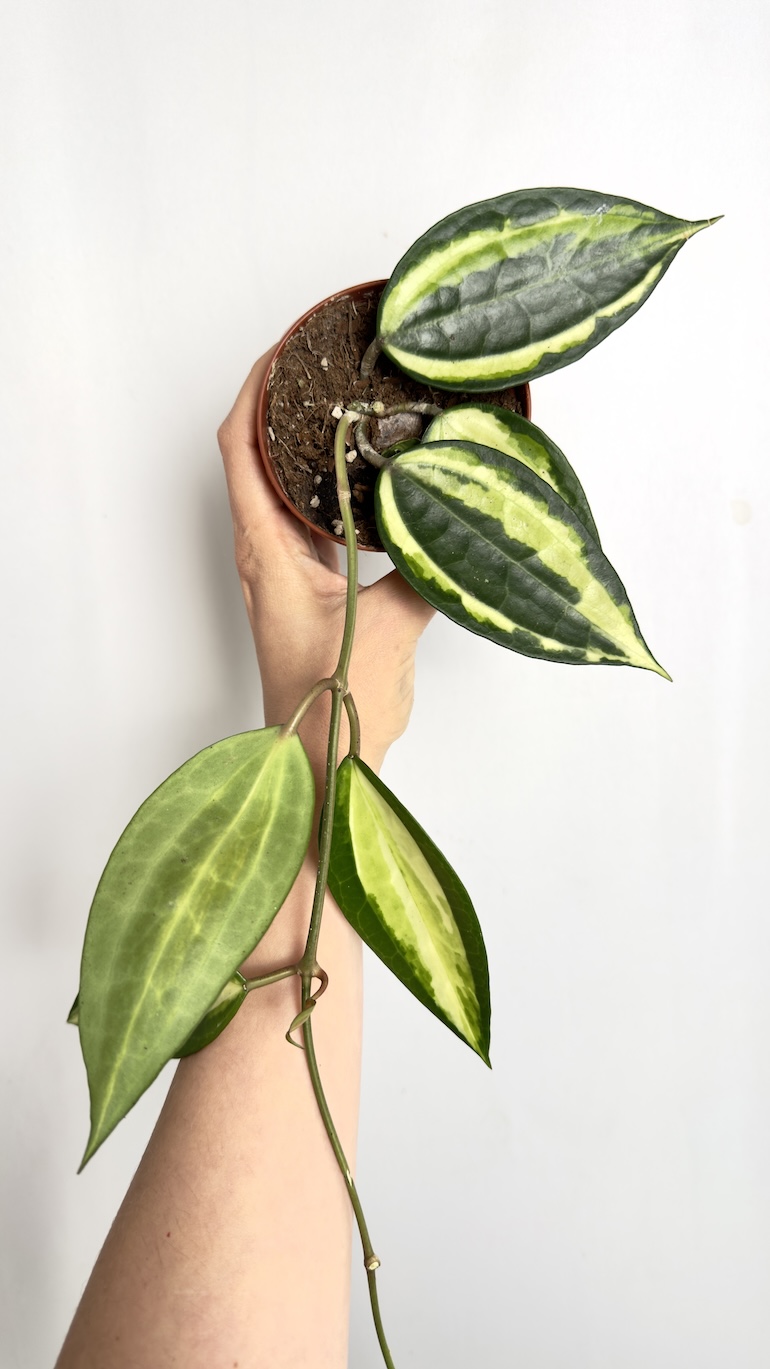 Hoya Latifolia