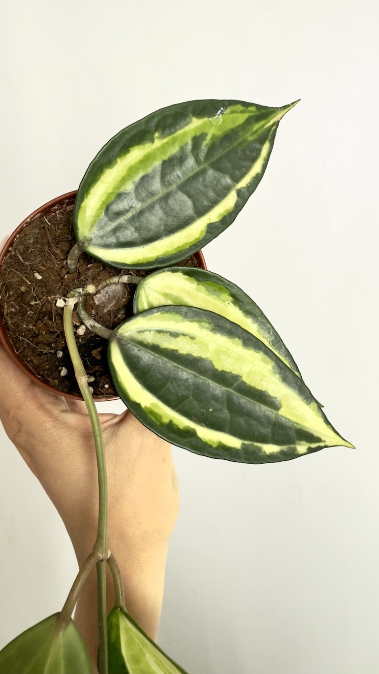 Hoya Latifolia