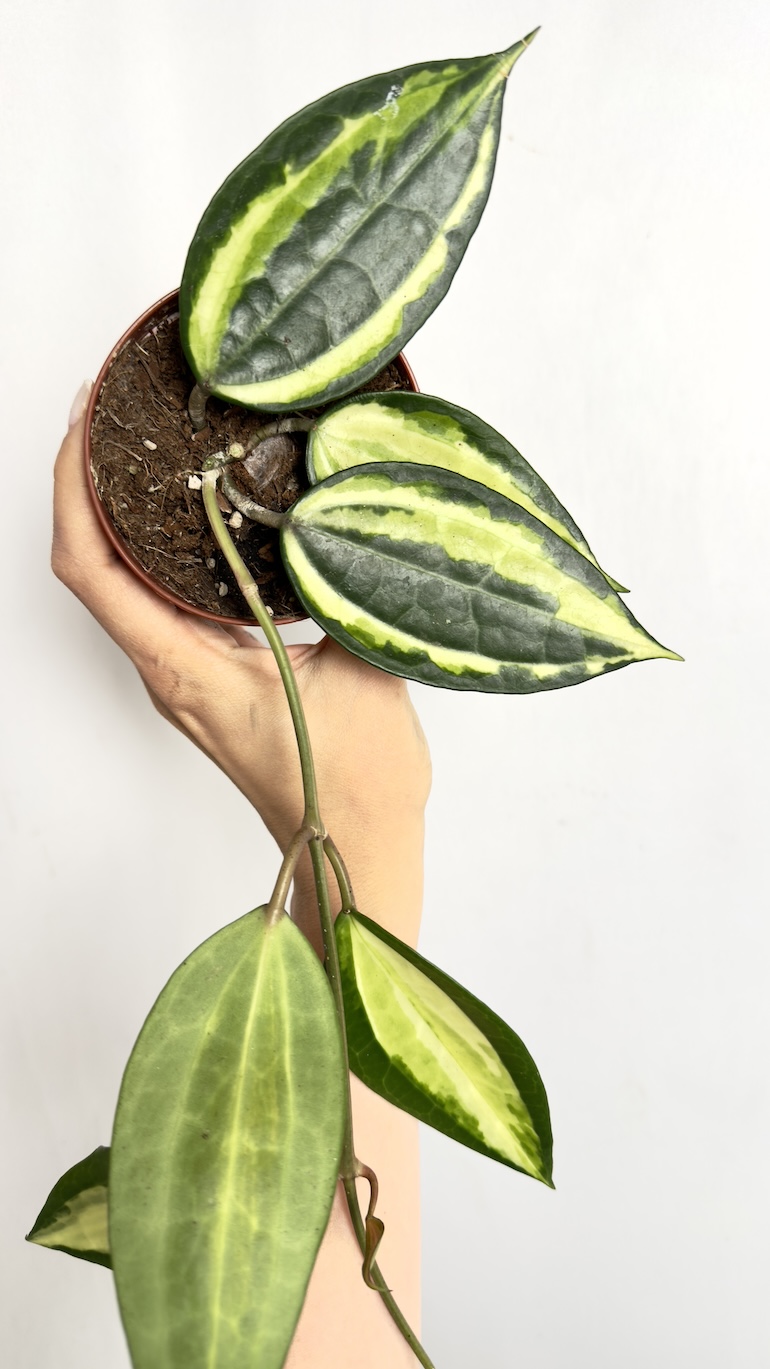 Hoya Latifolia