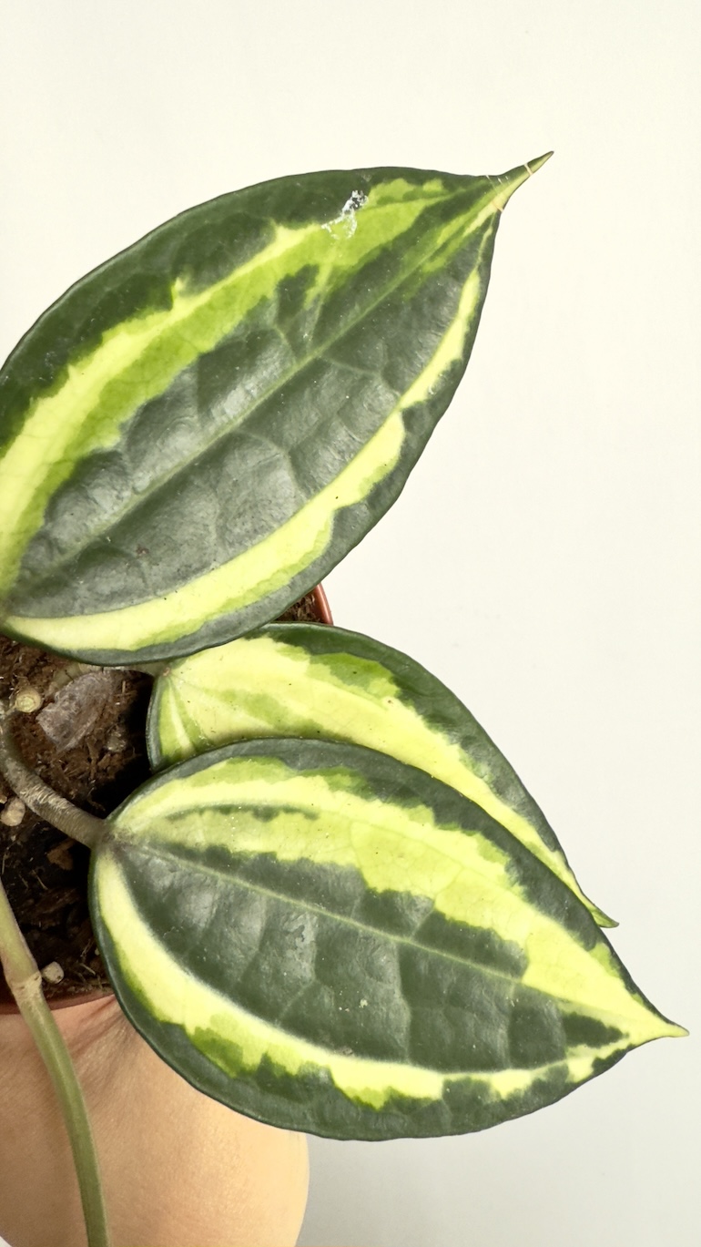 Hoya Latifolia