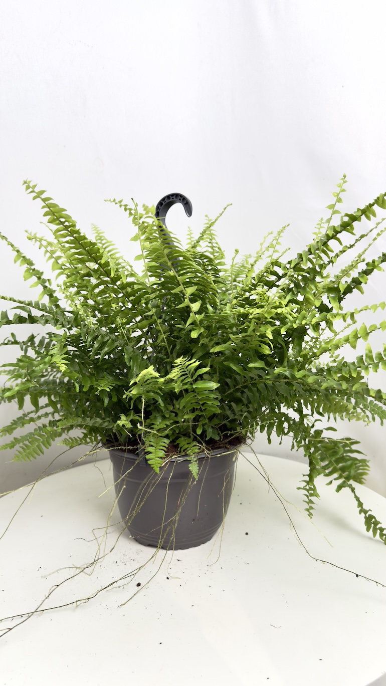 Nephrolepis Green Moment