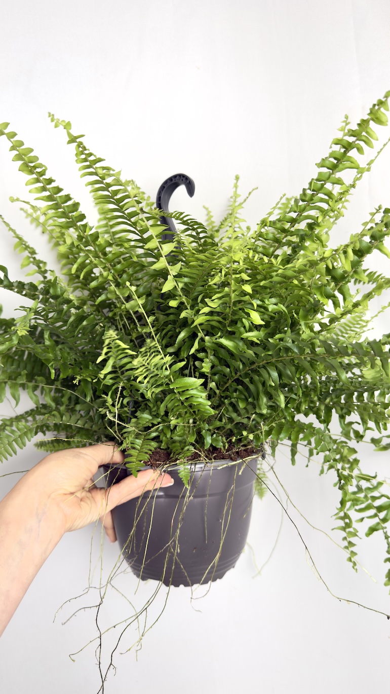 Nephrolepis Green Moment