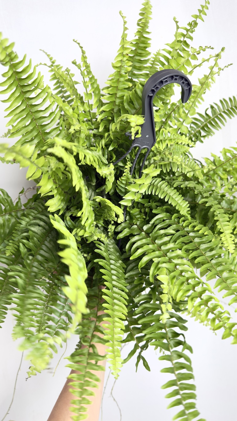 Nephrolepis Green Moment