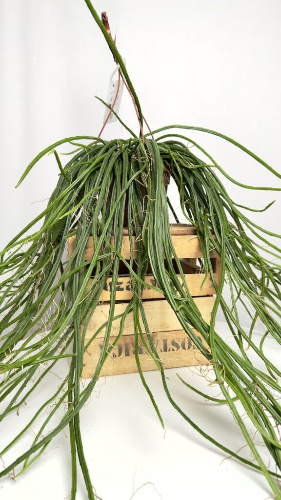 Rhipsalis selenicereus