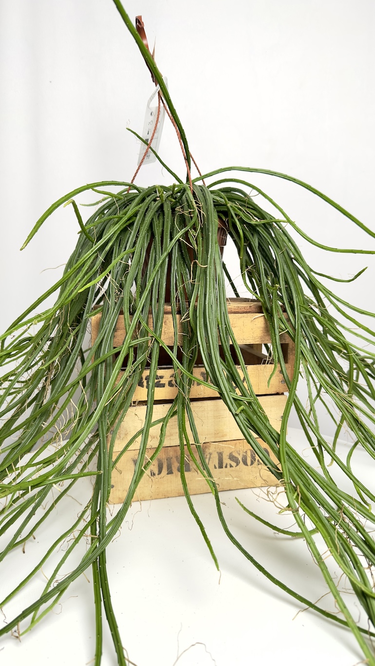 Rhipsalis selenicereus