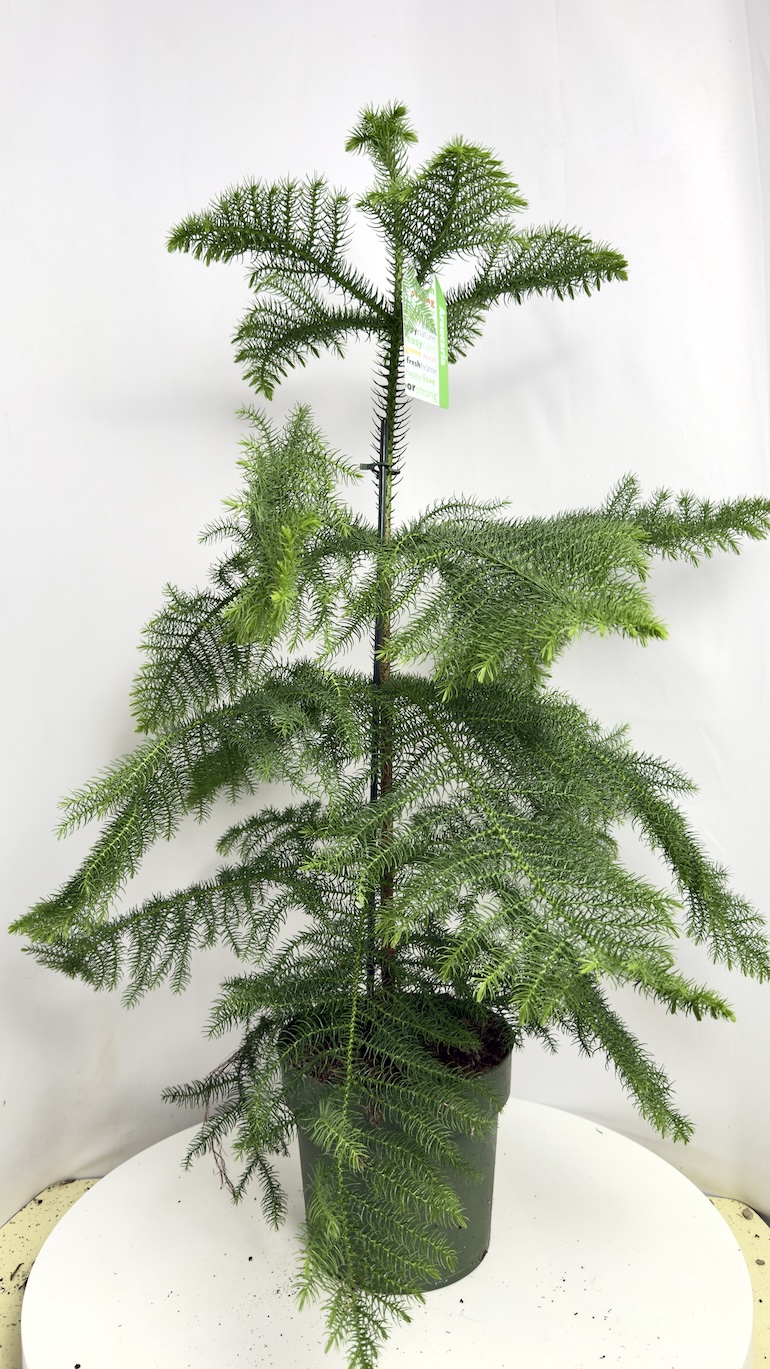 Araucaria heterophylla