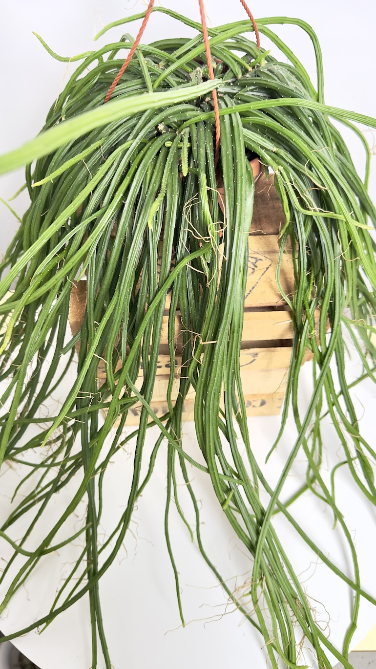Rhipsalis selenicereus