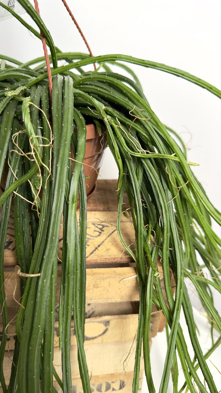 Rhipsalis selenicereus