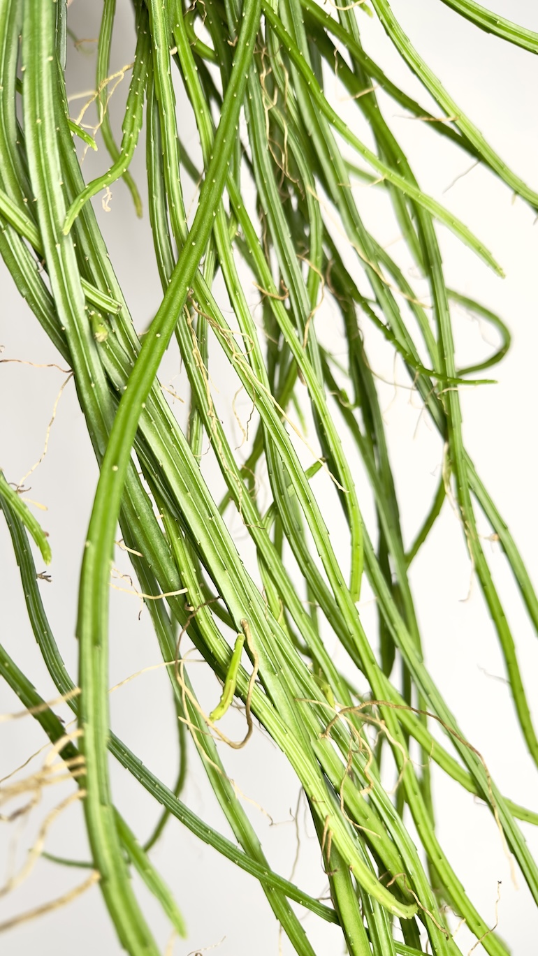 Rhipsalis selenicereus