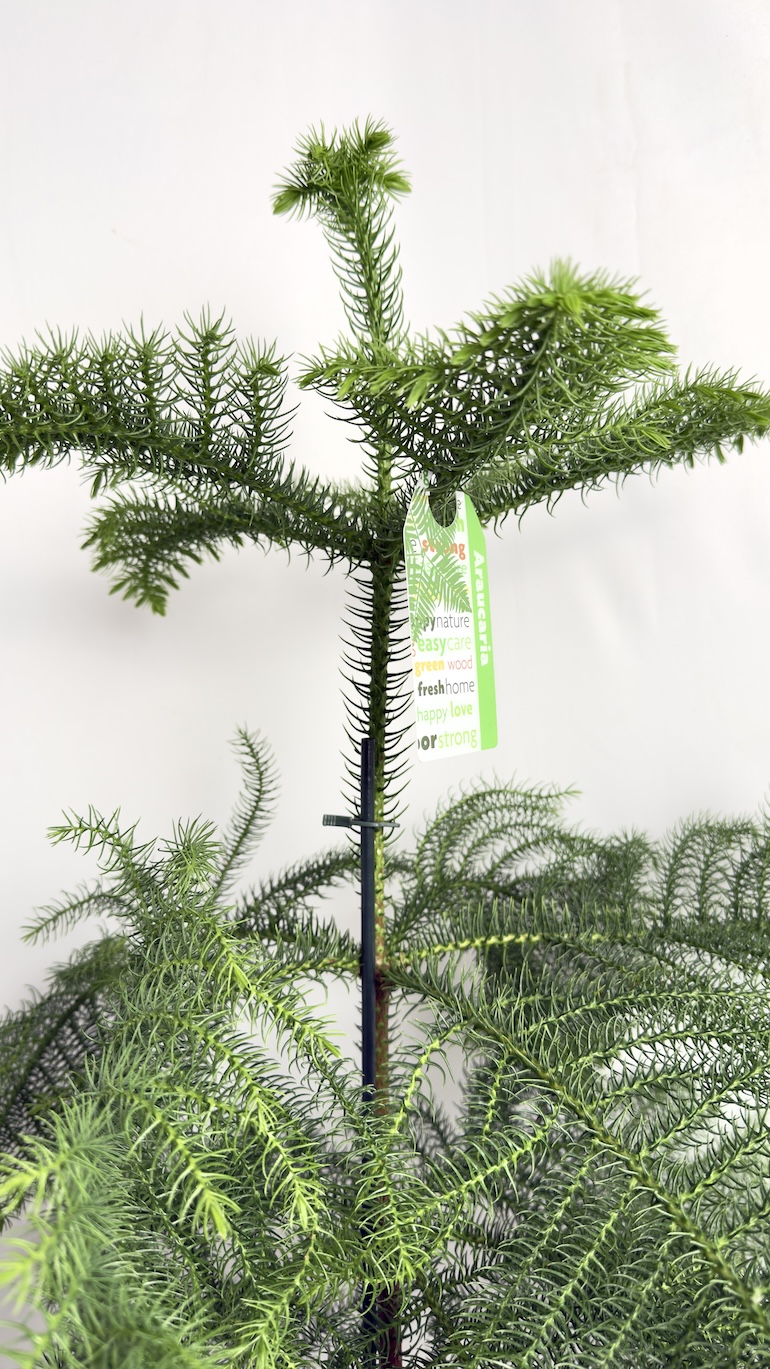 Araucaria heterophylla