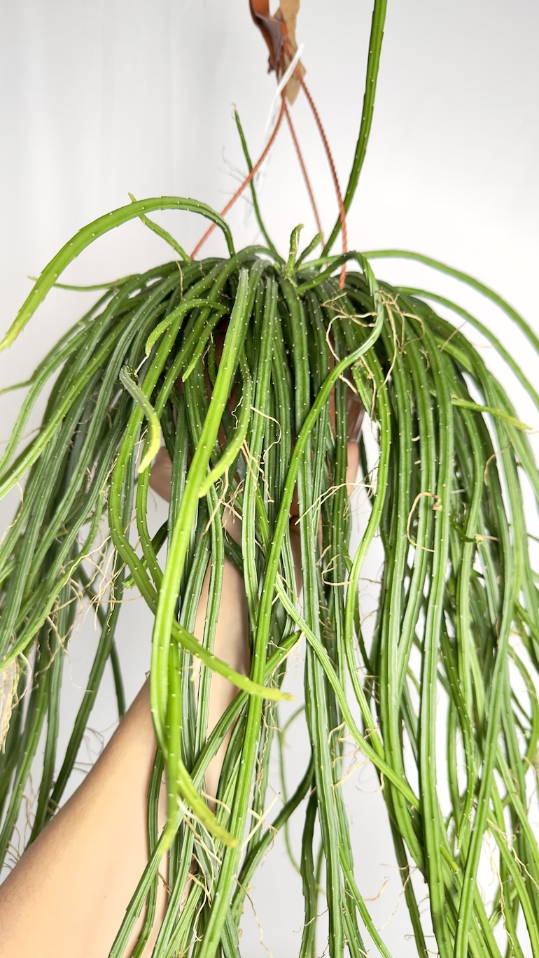 Rhipsalis selenicereus