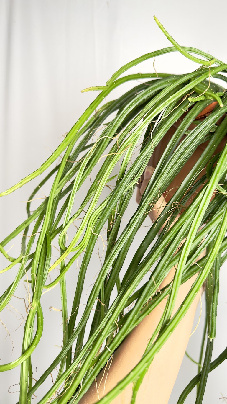 Rhipsalis selenicereus