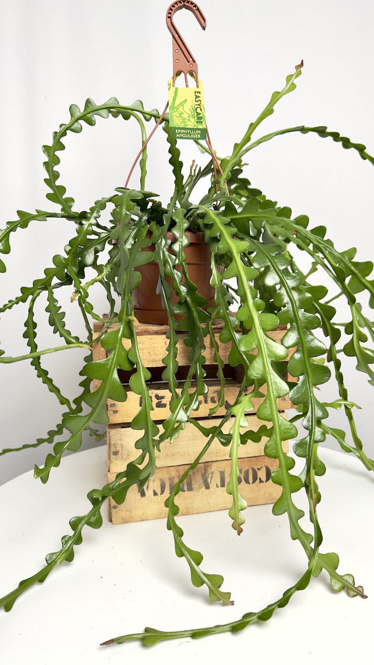 Epiphyllum anguliger