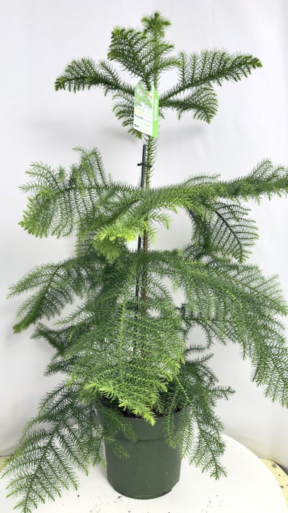 Araucaria heterophylla