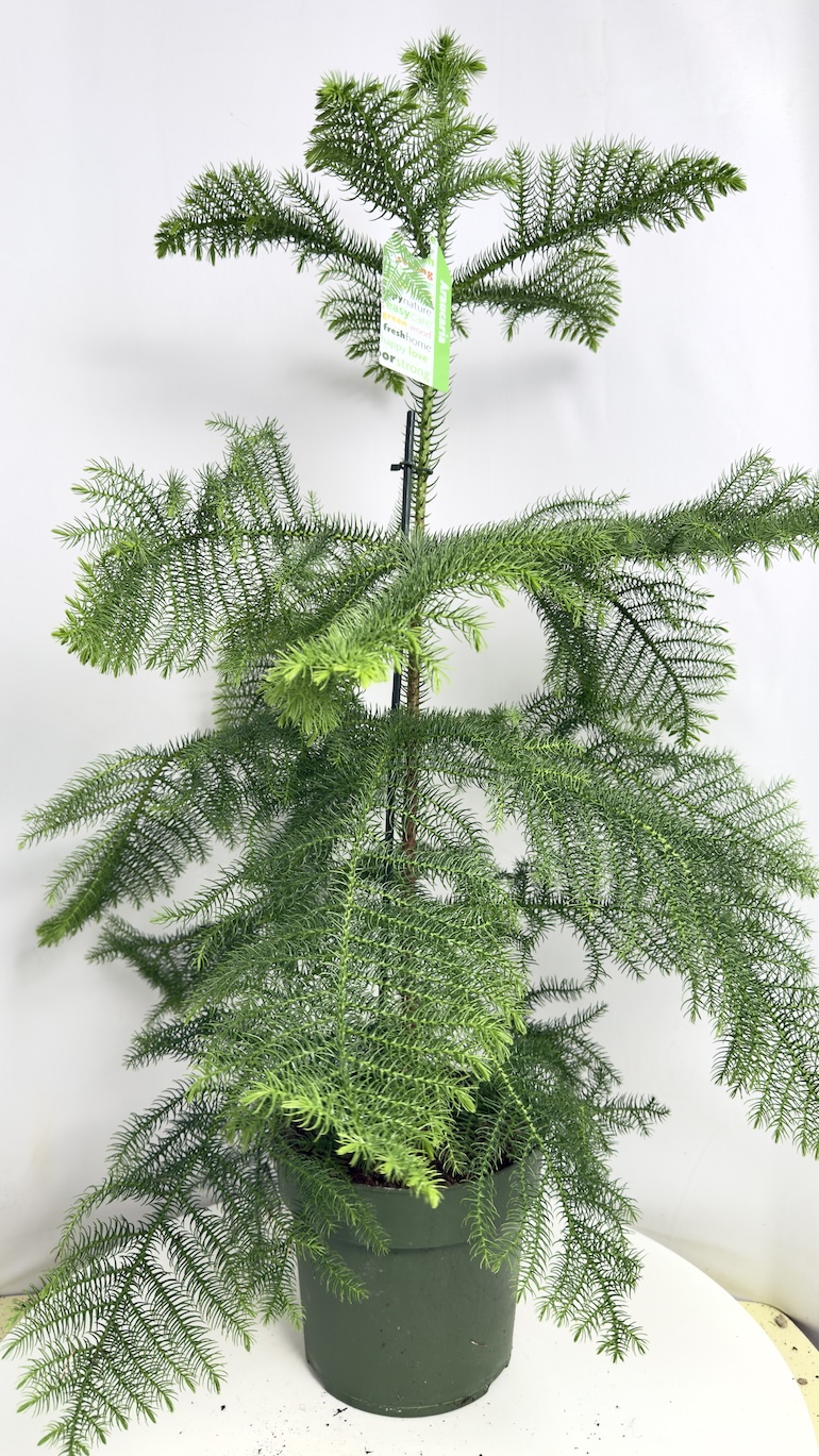 Araucaria heterophylla