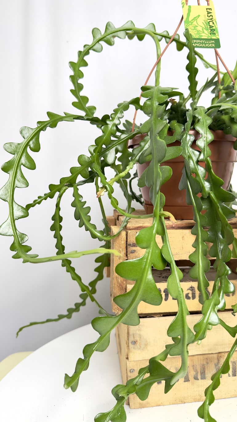 Epiphyllum anguliger