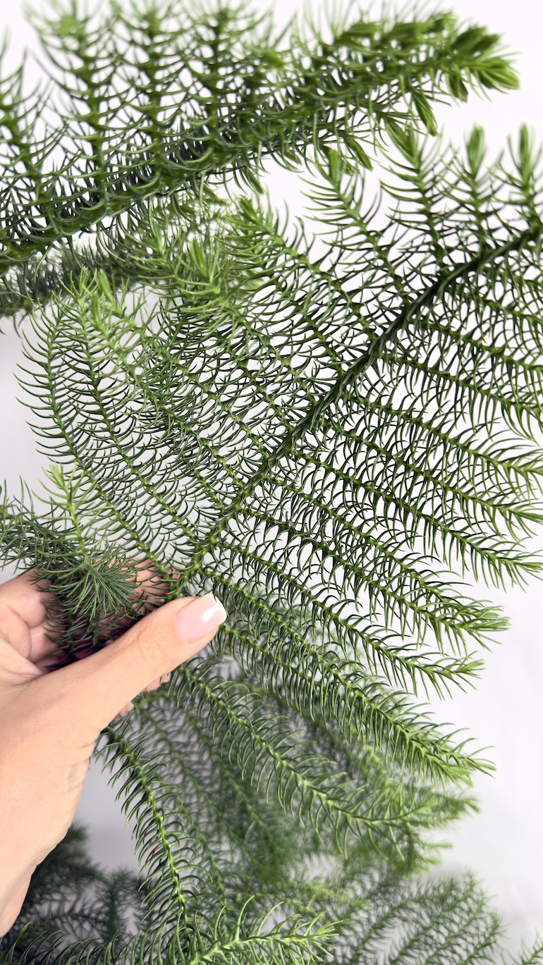 Araucaria heterophylla