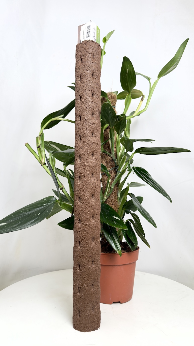 Kratiste palik do pnączy 75 cm Ø6 cm